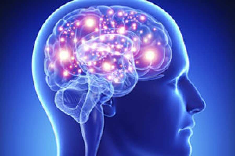 Un equipo de bi&oacute;logos ha encontrado una fuente inesperada para el desarrollo del cerebro, un hallazgo que ofrece nuevas perspectivas sobre la construcci&oacute;n del sistema nervioso.