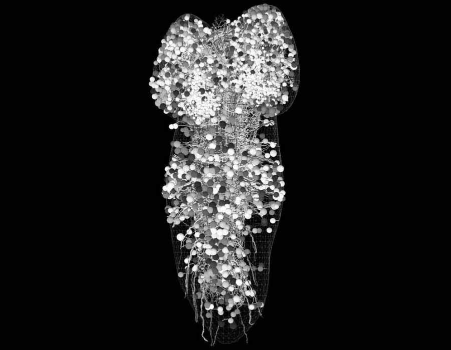 Reconstruyen en 3D las c&eacute;lulas nerviosas y las conexiones neuronales del cerebro