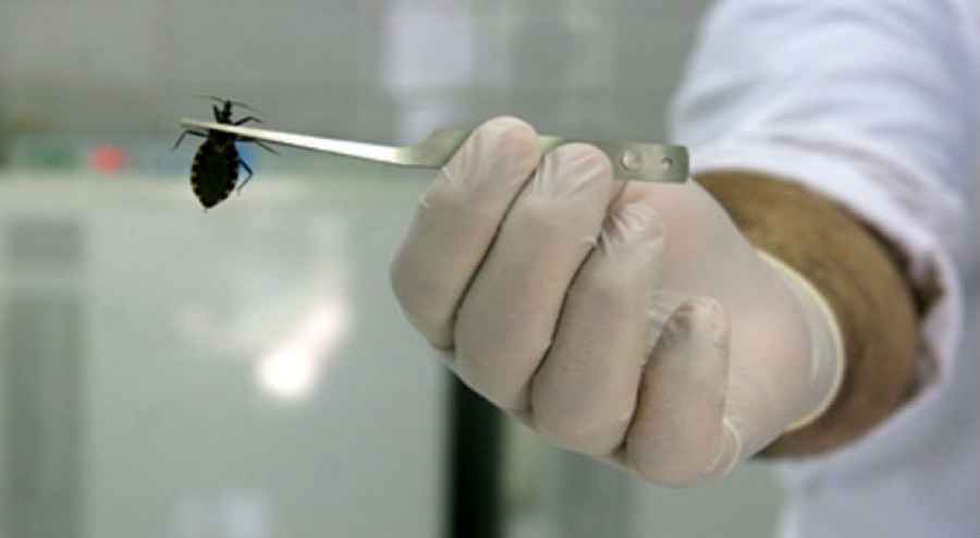 Se aprob&oacute; un medicamento para el tratamiento de la enfermedad de Chagas en poblaci&oacute;n pedi&aacute;trica