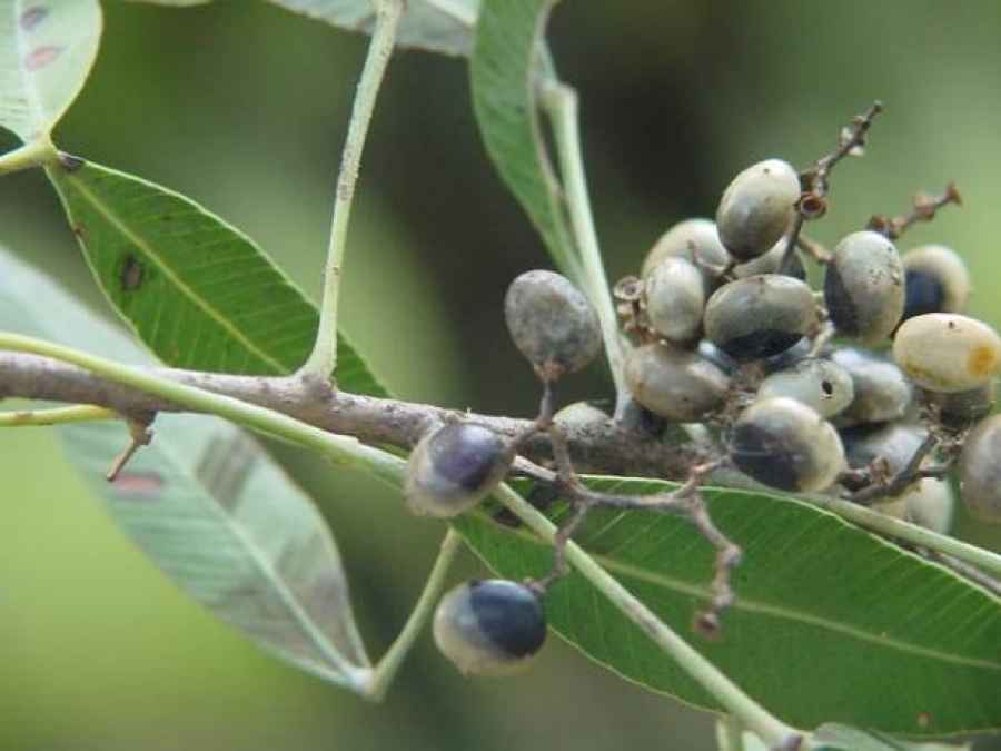Planta aut&oacute;ctona argentina podr&iacute;a servir para tratar inflamaciones cr&oacute;nicas del intestino