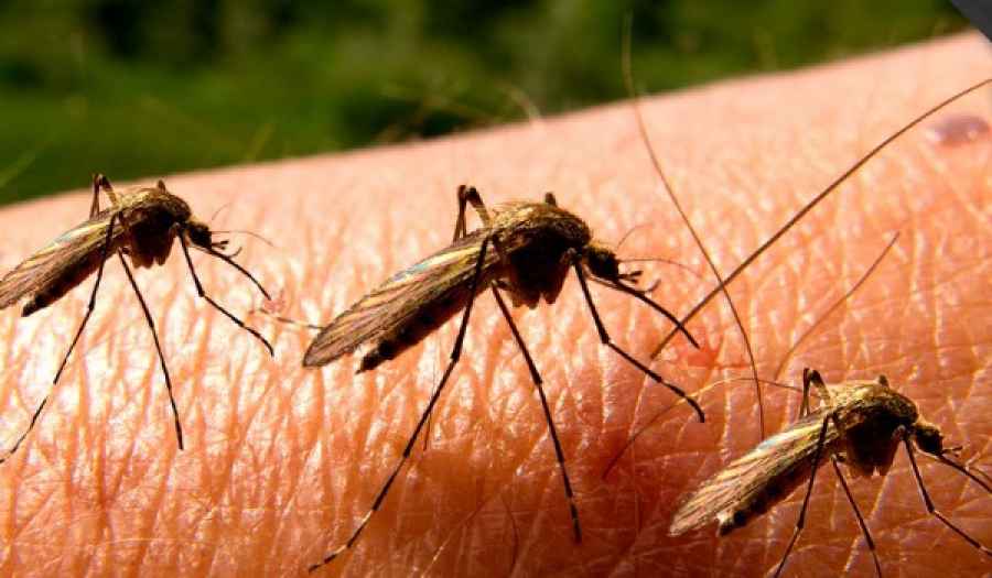 Enfermedades transmitidas por mosquitos: piden reforzar la prevenci&oacute;n