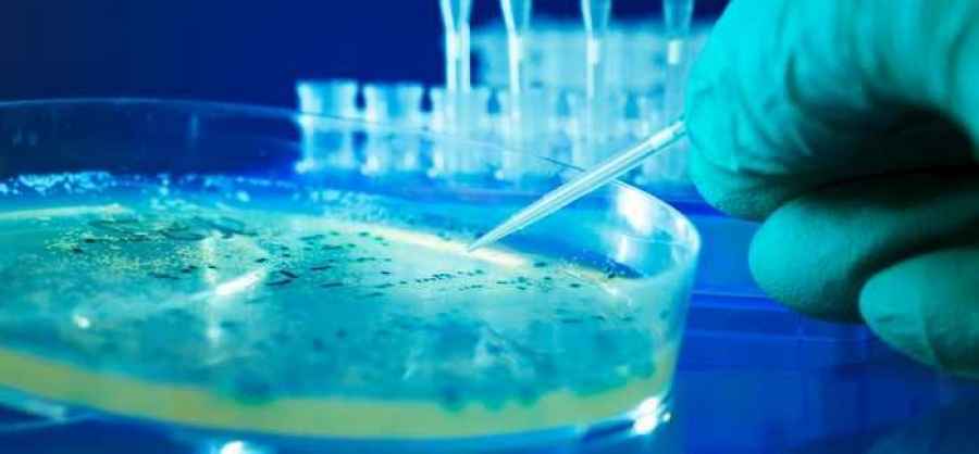 Descubren mecanismo para tratar infecciones cr&oacute;nicas