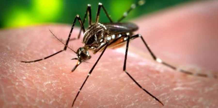 Dengue: todo lo que hay que saber