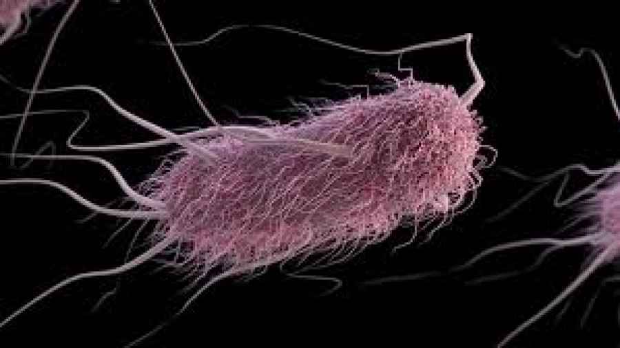 Las bacterias tienen memoria que pasa a sus descendientes