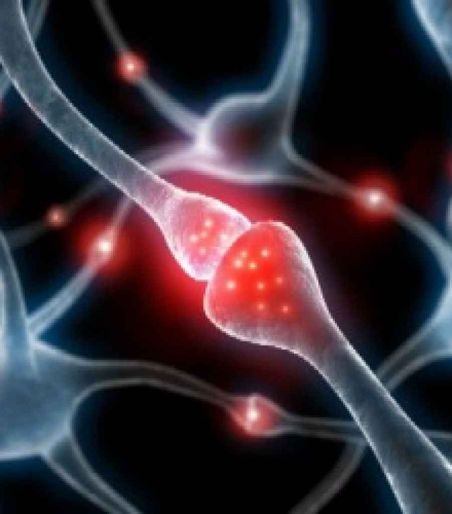 Un f&aacute;rmaco en experimentaci&oacute;n acelera regeneraci&oacute;n de los nervios tras lesi&oacute;n traum&aacute;tica