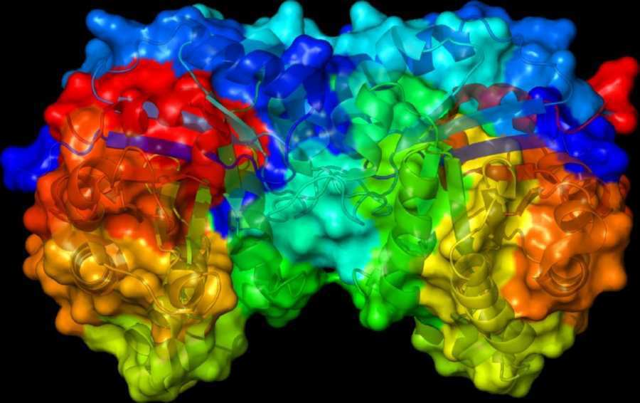Una enzima producida en el h&iacute;gado promueve la obesidad, el h&iacute;gado graso y la resistencia a la insulina