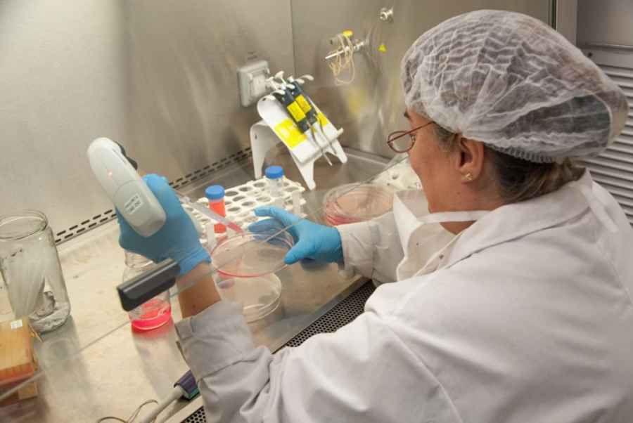 La capacidad de estas mol&eacute;culas de inhibir la infecci&oacute;n viral provocada por el pat&oacute;geno que causa la COVID-19 fue puesta a prueba en ensayos tanto con pseudovirus como con el virus salvaje.