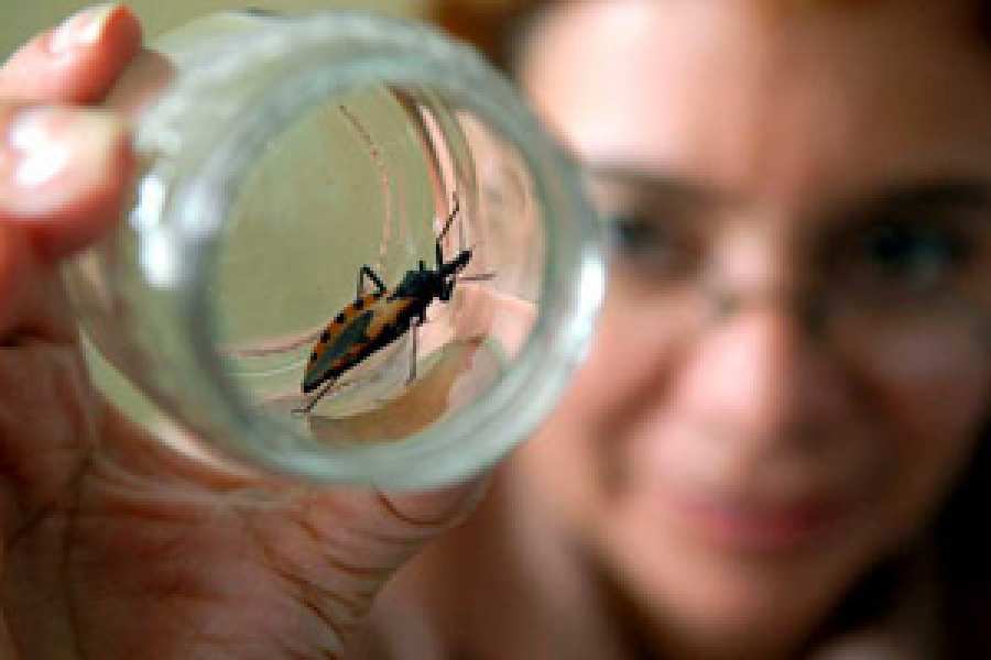 Estados Unidos aprueba el benznidazol para el tratamiento de ni&ntilde;os con la enfermedad de Chagas.