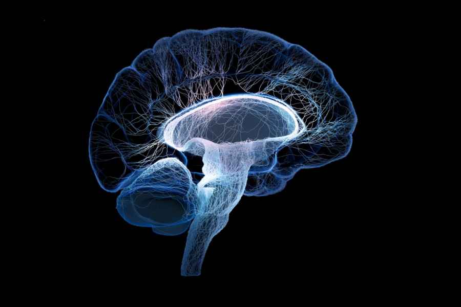 Cient&iacute;ficos argentinos demuestran el impacto de la dieta en el desarrollo del cerebro