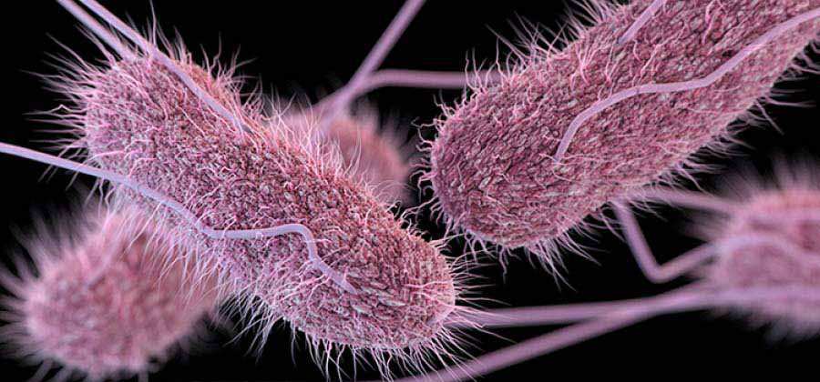 Un compuesto extra&iacute;do de la cascarilla de soja act&uacute;a contra la bacteria Salmonella