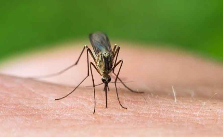 El Ministerio de Salud porte&ntilde;o inform&oacute; que una mujer de 45 a&ntilde;os es el segundo caso de la enfermedad en el pa&iacute;s. Descartan circulaci&oacute;n viral e insisten con la vacunaci&oacute;n para quienes vayan a zonas end&eacute;micas o con brotes.