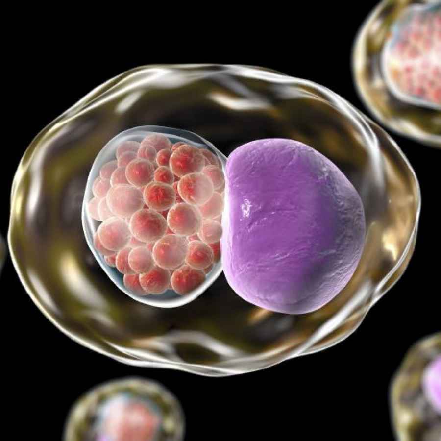 Investigaci&oacute;n argentina: Descubren el mecanismo que usa una bacteria clave para provocar infertilidad